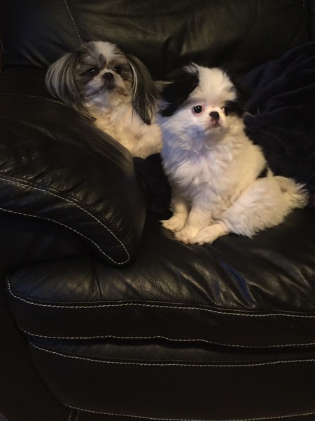 Entry image for Quincy & Diamond. Clicking this image will show a larger photo