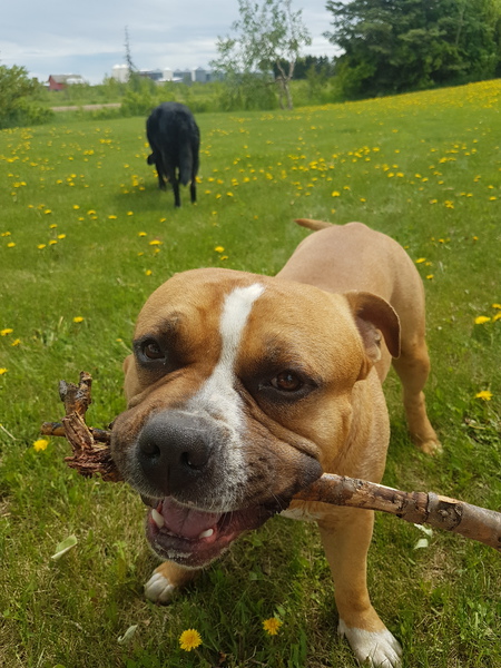 Entry image for DIESEL. Clicking this image will show a larger photo