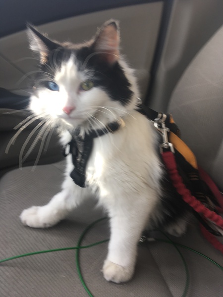 Entry image for Twink. Clicking this image will show a larger photo