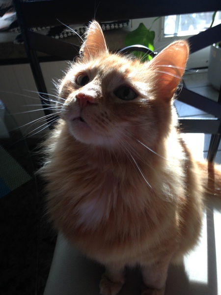 Entry image for Digby. Clicking this image will show a larger photo