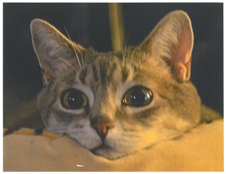 Entry image for Luna. Clicking this image will show a larger photo