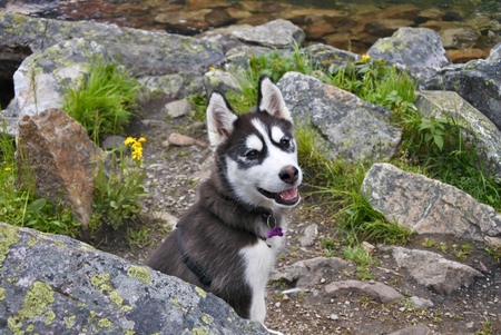 Entry image for Mika. Clicking this image will show a larger photo