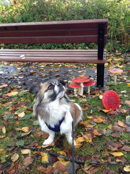 Entry image for Kingsley. Clicking this image will show a larger photo