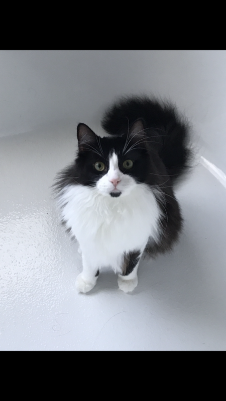 Entry image for Cosmo. Clicking this image will show a larger photo