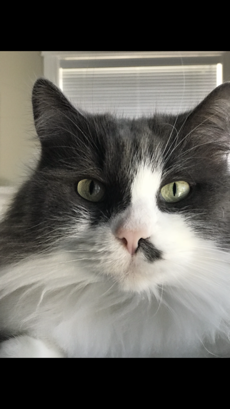 Entry image for Lainey. Clicking this image will show a larger photo