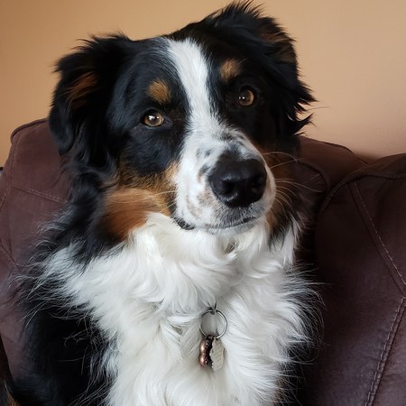 Entry image for Charlie . Clicking this image will show a larger photo