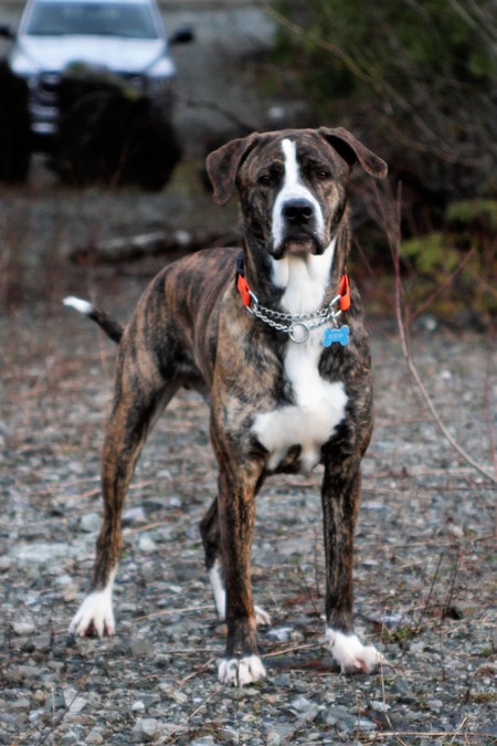 Entry image for Koda. Clicking this image will show a larger photo