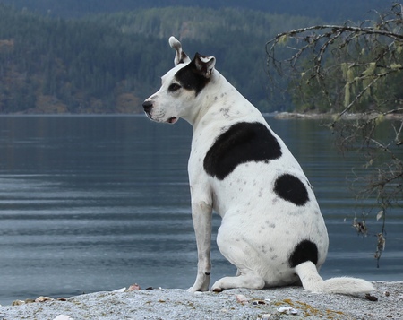 Entry image for Jack. Clicking this image will show a larger photo