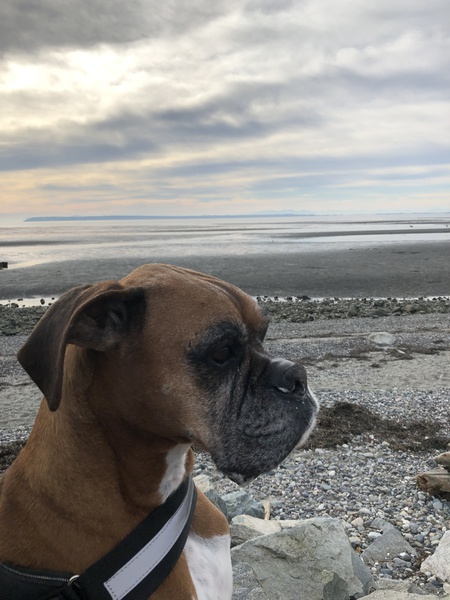 Entry image for Murphy . Clicking this image will show a larger photo