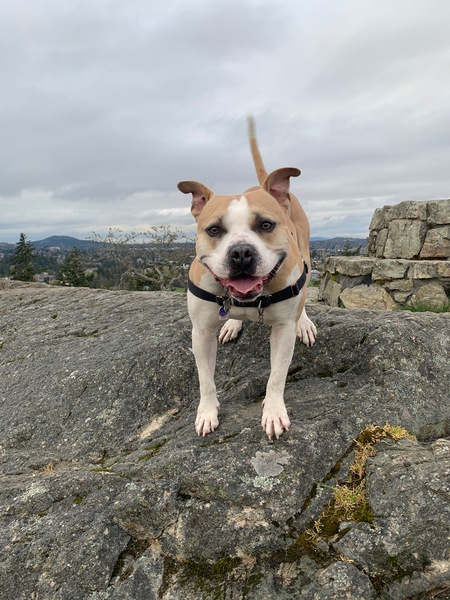 Entry image for Bruno. Clicking this image will show a larger photo