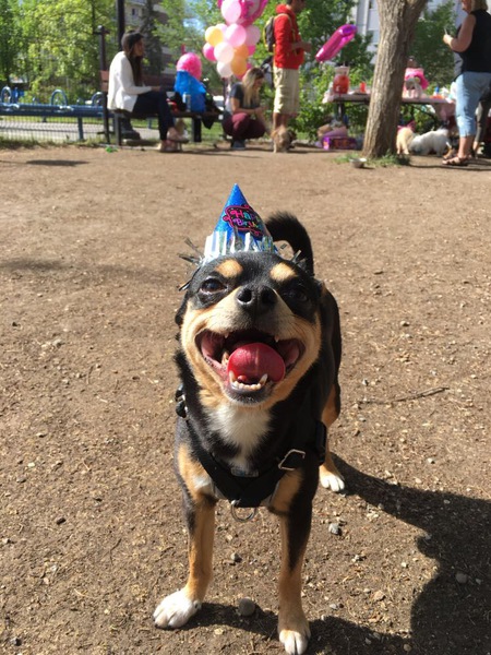 Entry image for Ziggy. Clicking this image will show a larger photo