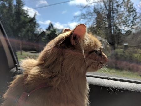 Entry image for Dexter. Clicking this image will show a larger photo