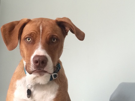 Entry image for Broo. Clicking this image will show a larger photo