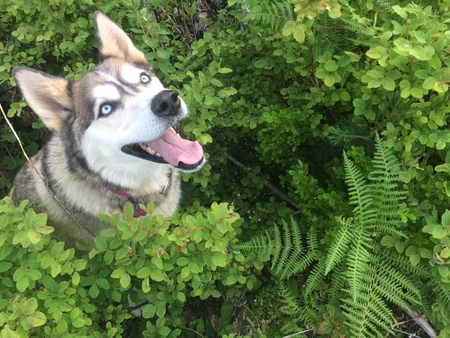 Entry image for Kaya. Clicking this image will show a larger photo