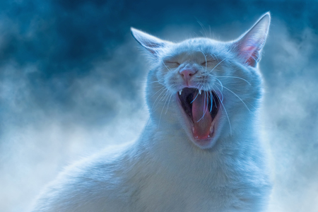 Entry image for Daisy. Clicking this image will show a larger photo