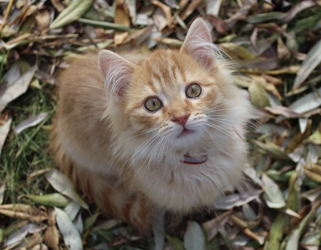 Entry image for Bean. Clicking this image will show a larger photo