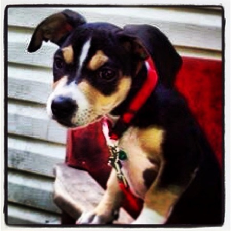 Entry image for Dawson . Clicking this image will show a larger photo