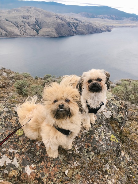 Entry image for Leia (right) Spike (left) brother & sister. Clicking this image will show a larger photo