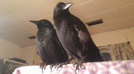 Entry image for Storm and Shadow. Clicking this image will show a larger photo