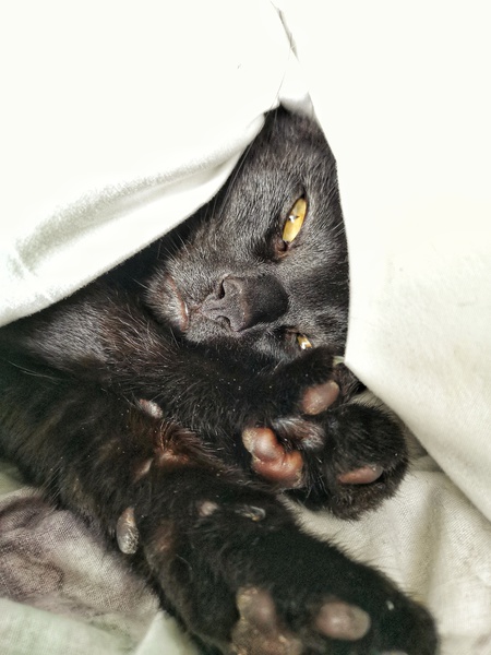 Entry image for Mauser . Clicking this image will show a larger photo