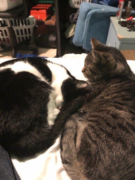 Entry image for Tito & Jax. Clicking this image will show a larger photo