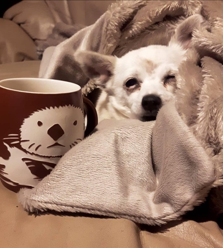 Entry image for Saphi. Clicking this image will show a larger photo