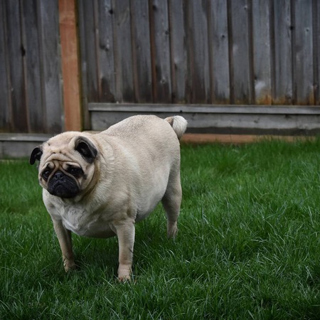 Entry image for Hooker. Clicking this image will show a larger photo