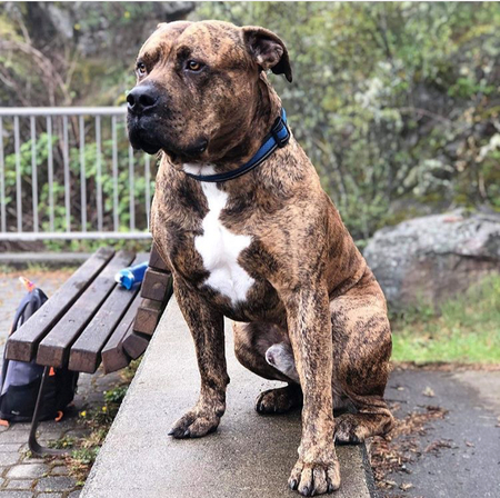 Entry image for Rocco. Clicking this image will show a larger photo