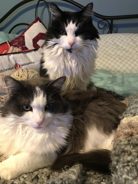 Entry image for Tia and Sadie . Clicking this image will show a larger photo