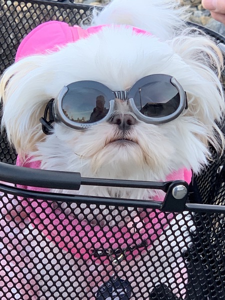 Entry image for Poppy. Clicking this image will show a larger photo