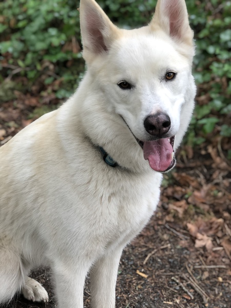 Entry image for Kodiak. Clicking this image will show a larger photo