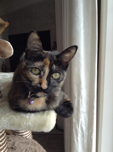 Entry image for Elbe. Clicking this image will show a larger photo