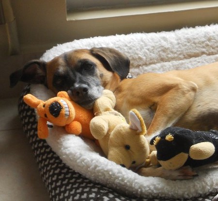 Entry image for Sadie. Clicking this image will show a larger photo