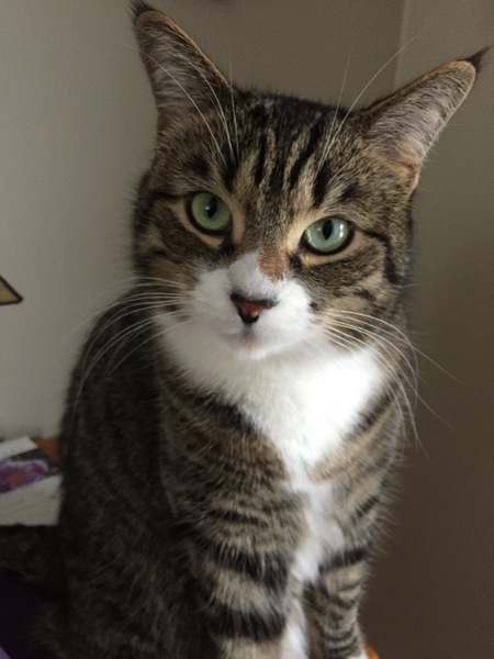 Entry image for Nellie . Clicking this image will show a larger photo