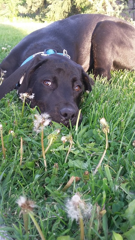 Entry image for Blue . Clicking this image will show a larger photo