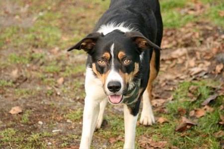 Entry image for Miko. Clicking this image will show a larger photo