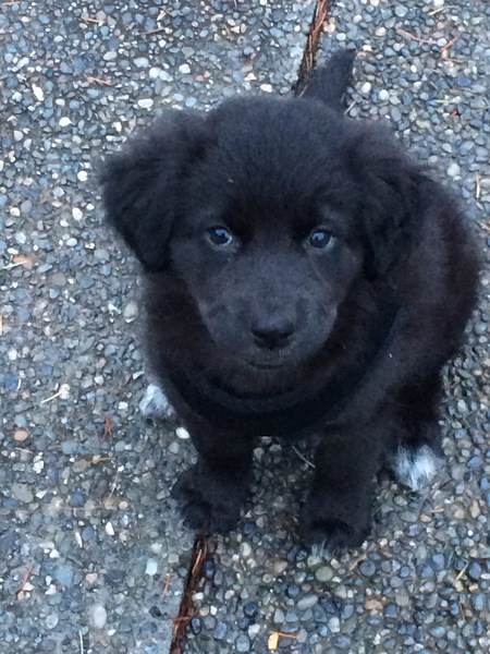 Entry image for Leia. Clicking this image will show a larger photo