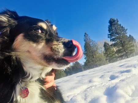 Entry image for Willow. Clicking this image will show a larger photo