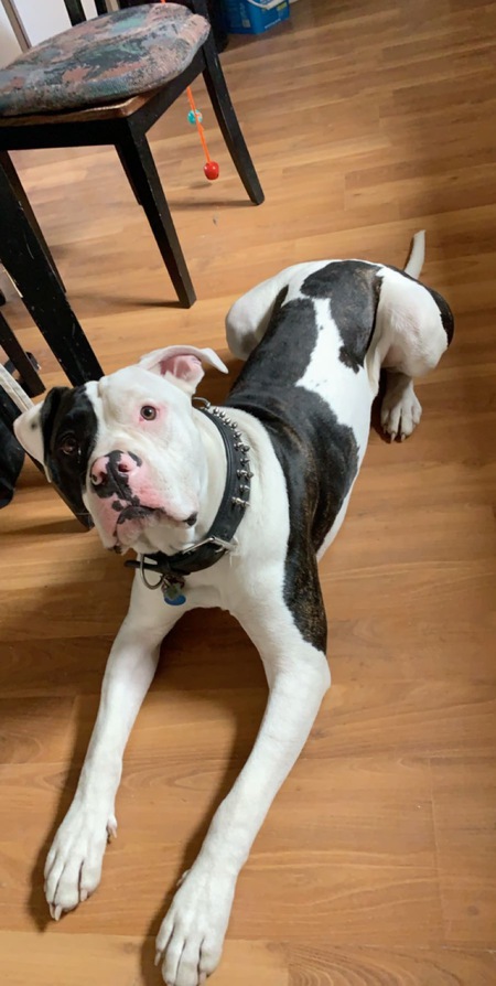 Entry image for Boomer . Clicking this image will show a larger photo