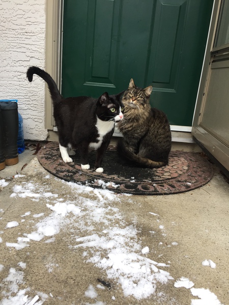 Entry image for Kitty and Abby. Clicking this image will show a larger photo