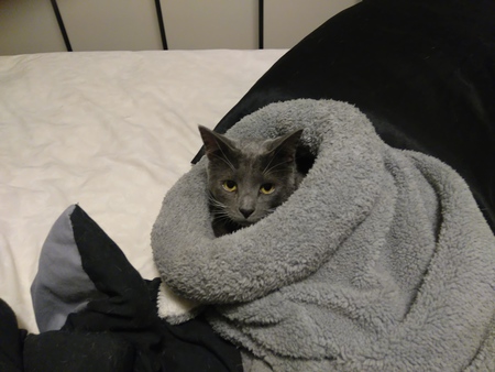 Entry image for Oskar (aka Oskar the Great). Clicking this image will show a larger photo