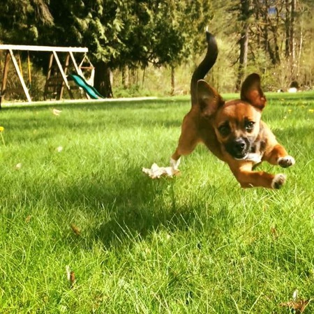 Entry image for Bella. Clicking this image will show a larger photo