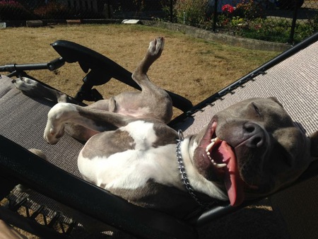 Entry image for Leo. Clicking this image will show a larger photo