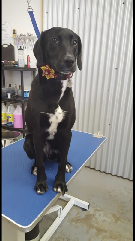 Entry image for Morrigan . Clicking this image will show a larger photo