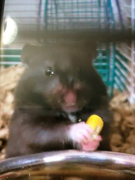 Entry image for Scarlett . Clicking this image will show a larger photo