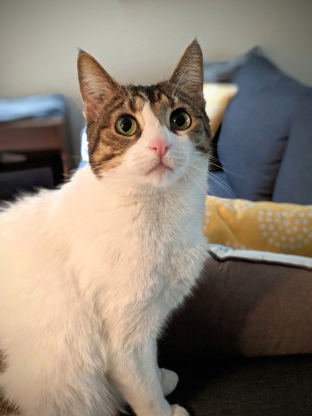 Entry image for Ms. Brooklyn Bounce. Clicking this image will show a larger photo