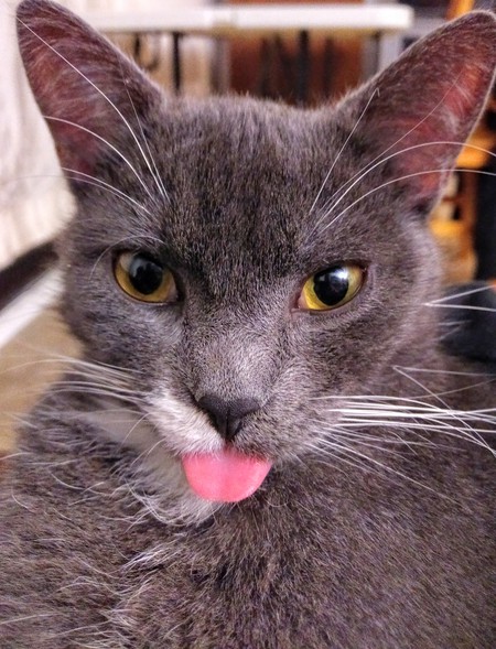 Entry image for Chewie. Clicking this image will show a larger photo