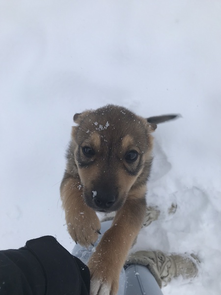 Entry image for Marley . Clicking this image will show a larger photo