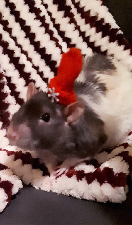 Entry image for Oscar. Clicking this image will show a larger photo