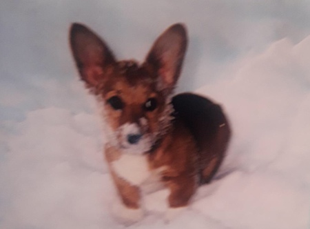 Entry image for Wookie. Clicking this image will show a larger photo